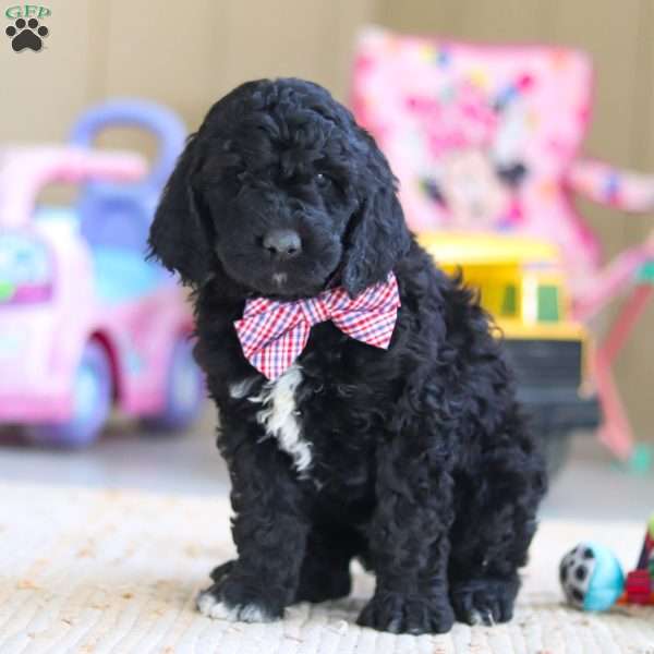 Duncan, Newfypoo Puppy